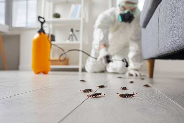 Post-Treatment Bed Bug Interceptor Monitoring in Yardley
